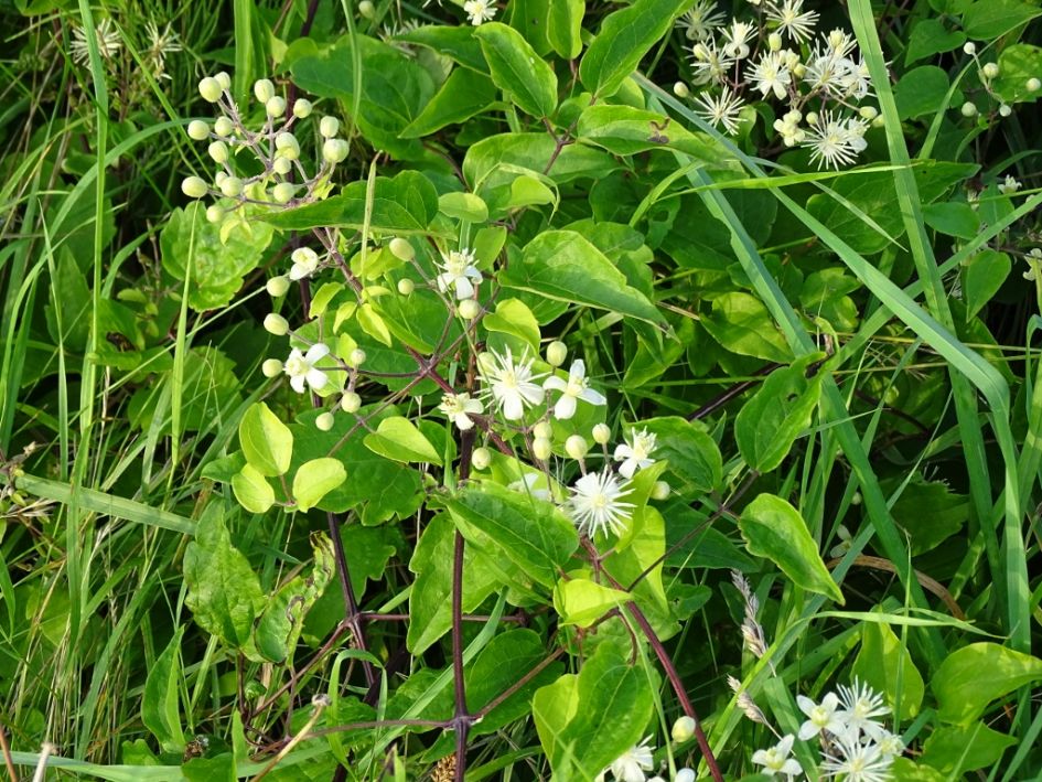 Hoe heet deze plant ook al weer?